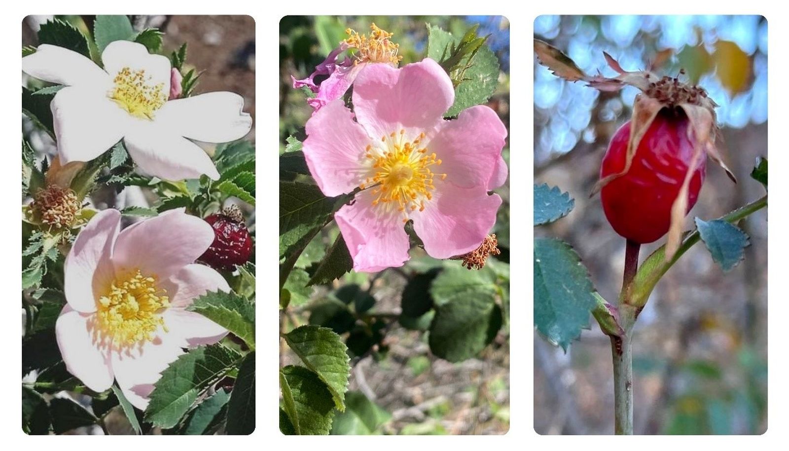 Imágenes de las tres nuevas especies de rosas