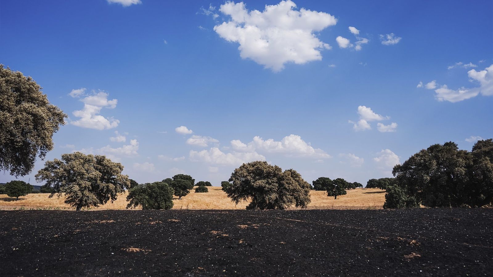 Zona afectada por el incendio de Tres Cantos en el Monte de Viñuelas