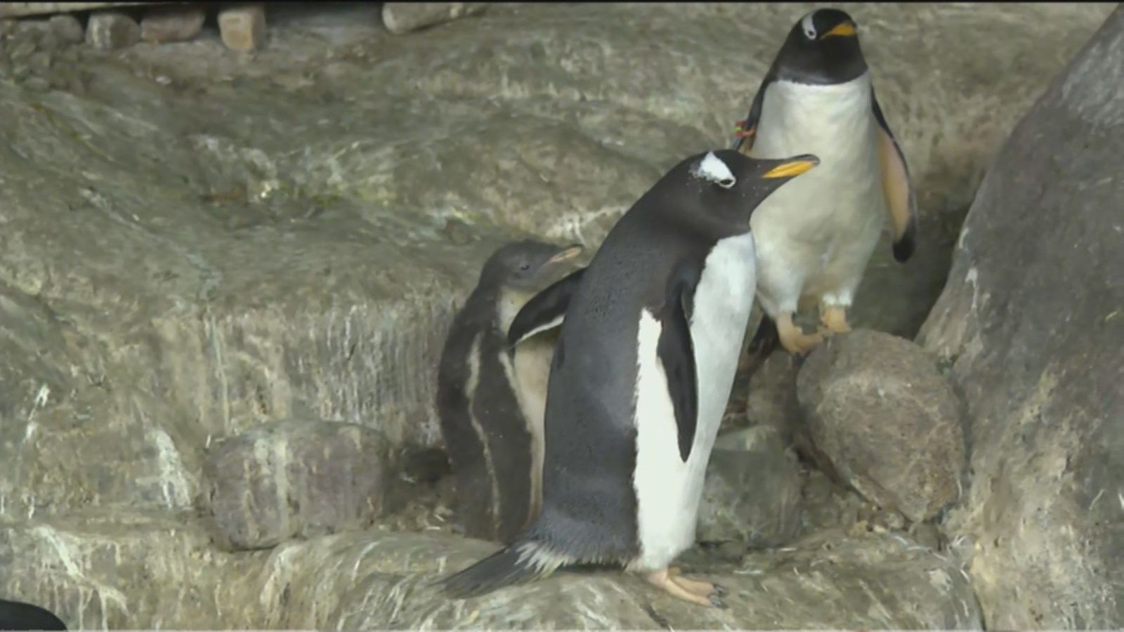 Crecen a gran velocidad los 10 polluelos de pingüino de Faunia