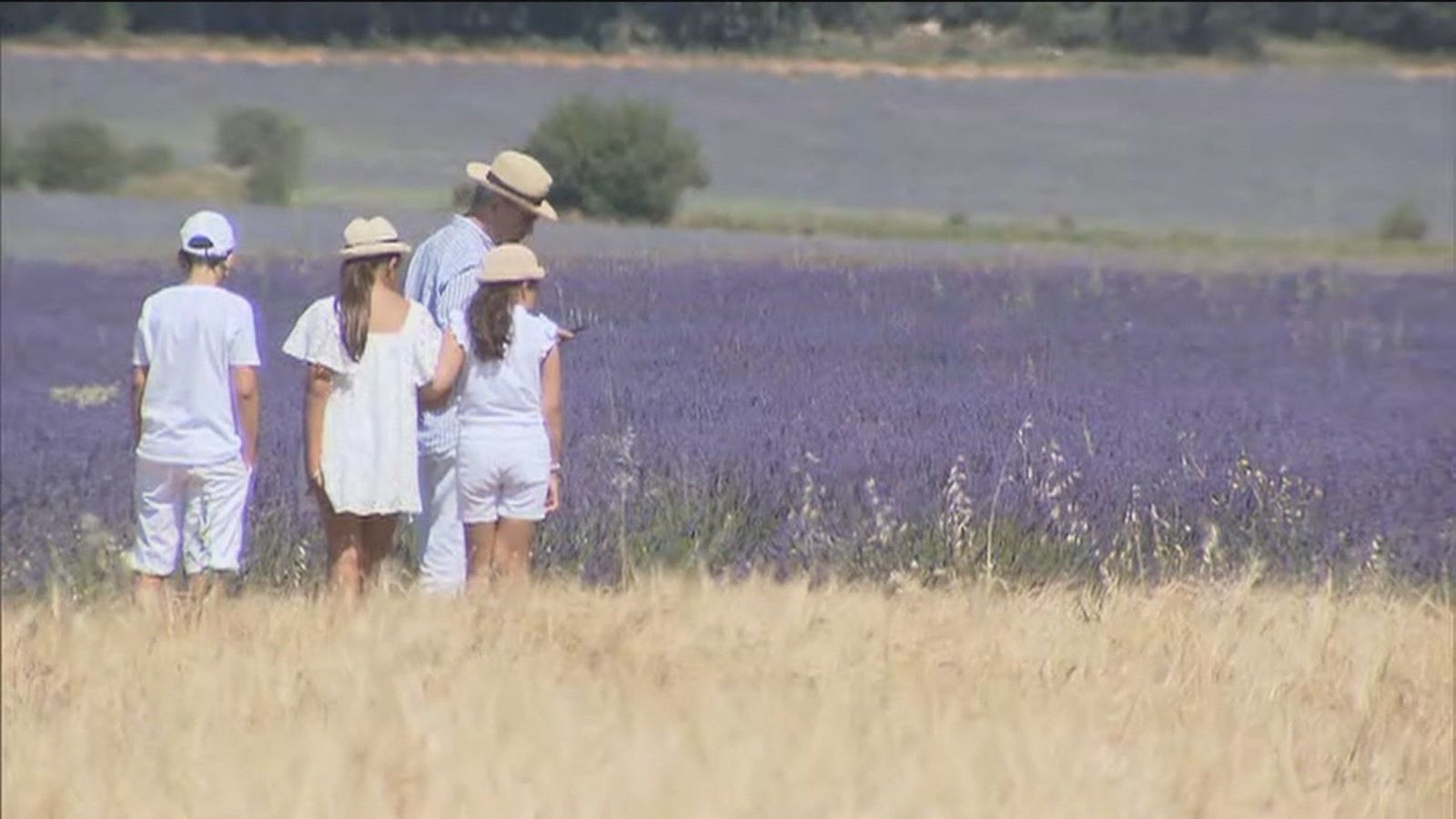 Comienza la recolección de lavanda en Brihuega, muy cerca de Madrid