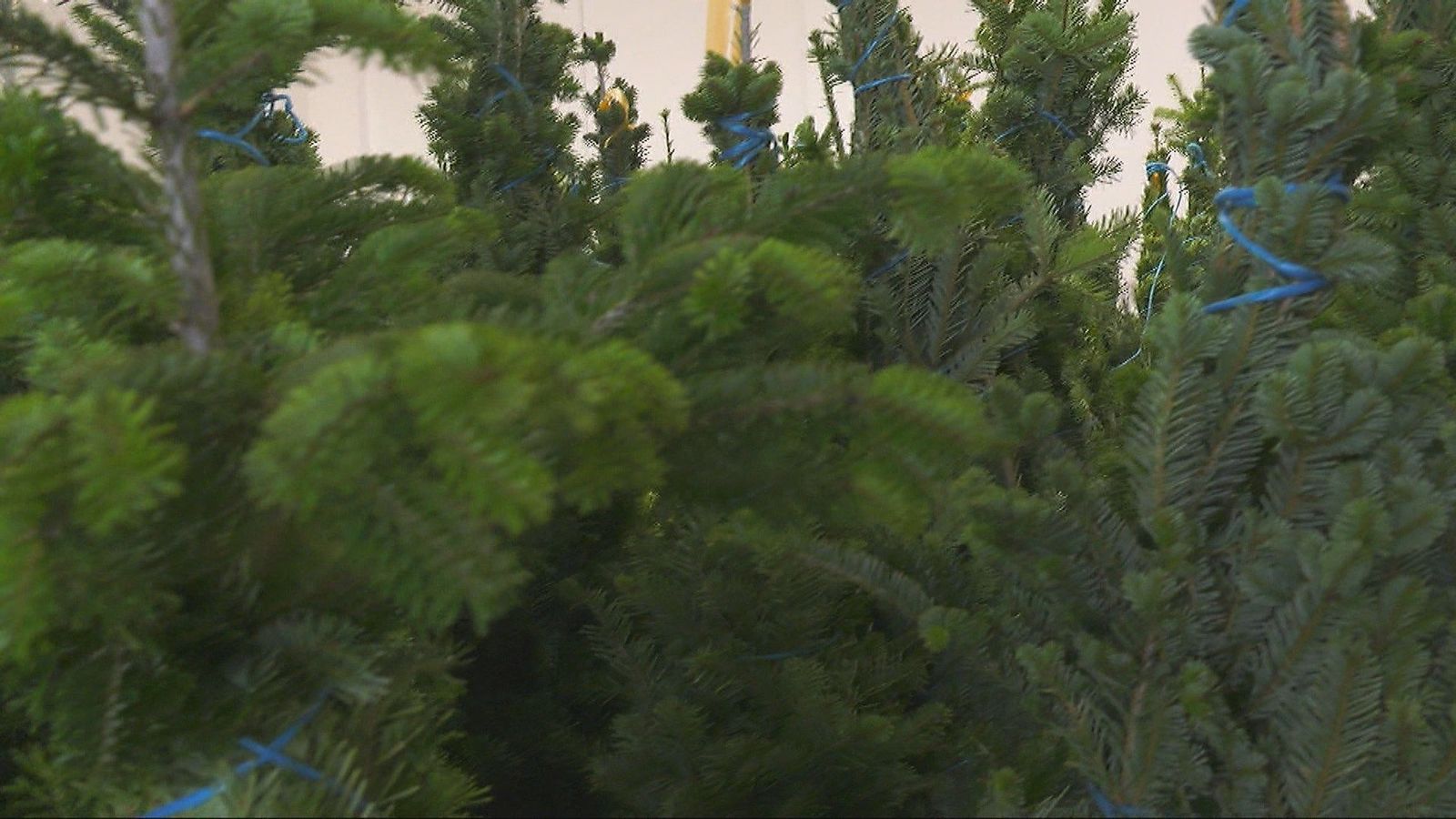 ¿Cómo escoger el árbol para tener una Navidad sostenible?