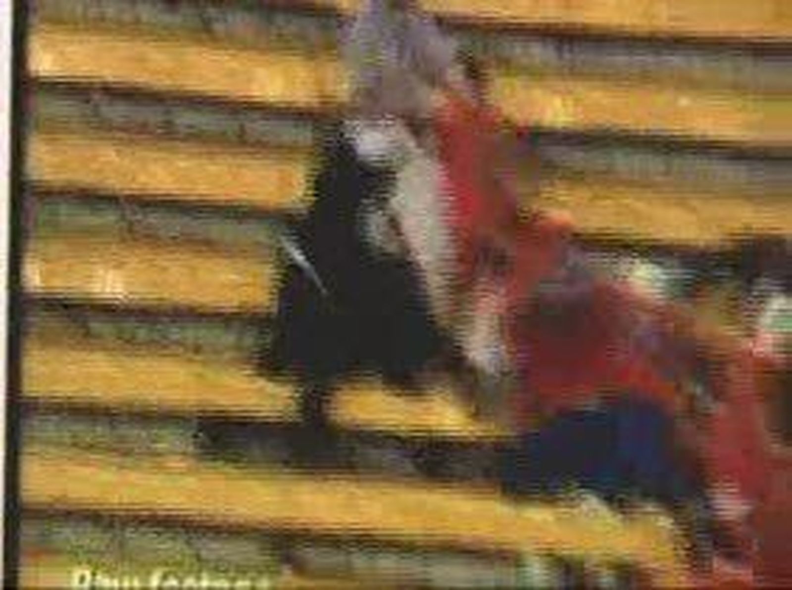 Pelea_20101021V0.wmv
