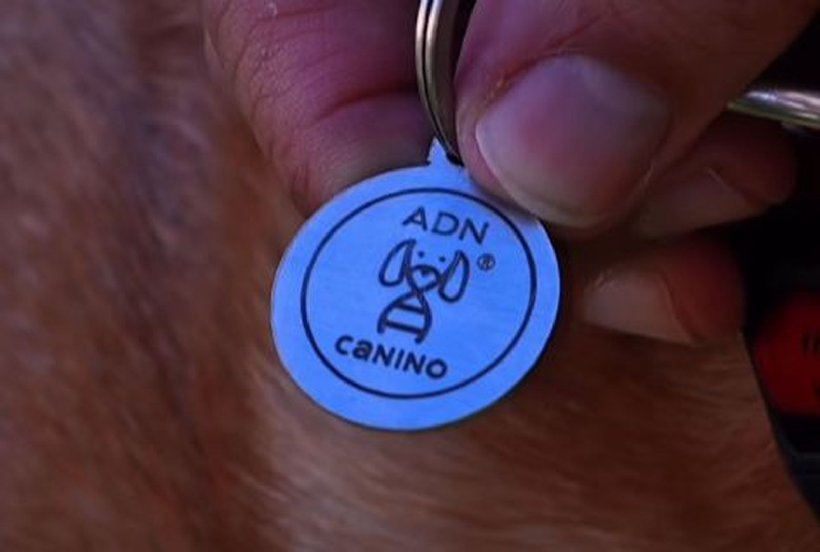 Chapa identificativa de un perro censado en Tres Cantos