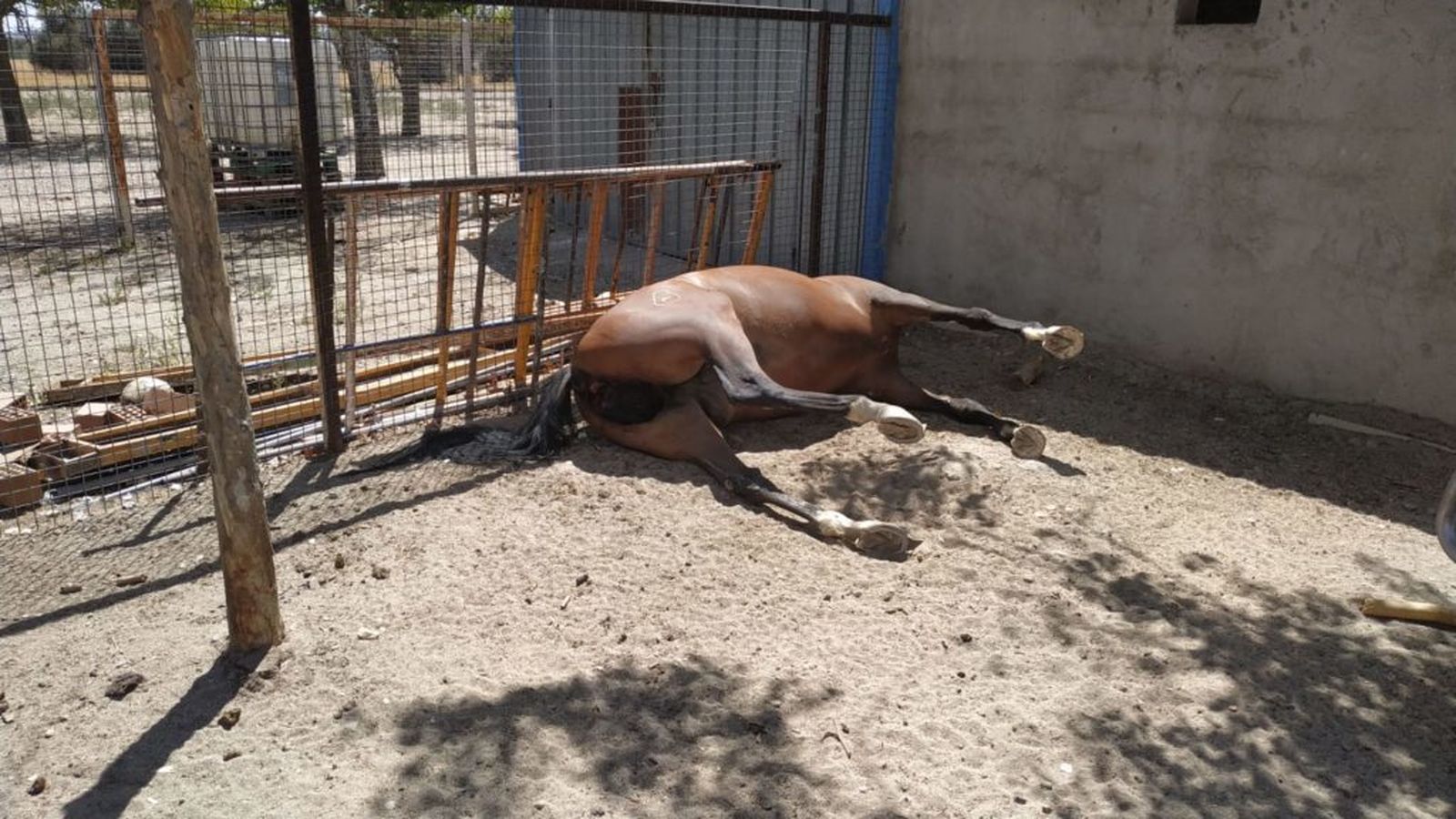 Desmantelan un establecimiento con animales en malas condiciones en Getafe