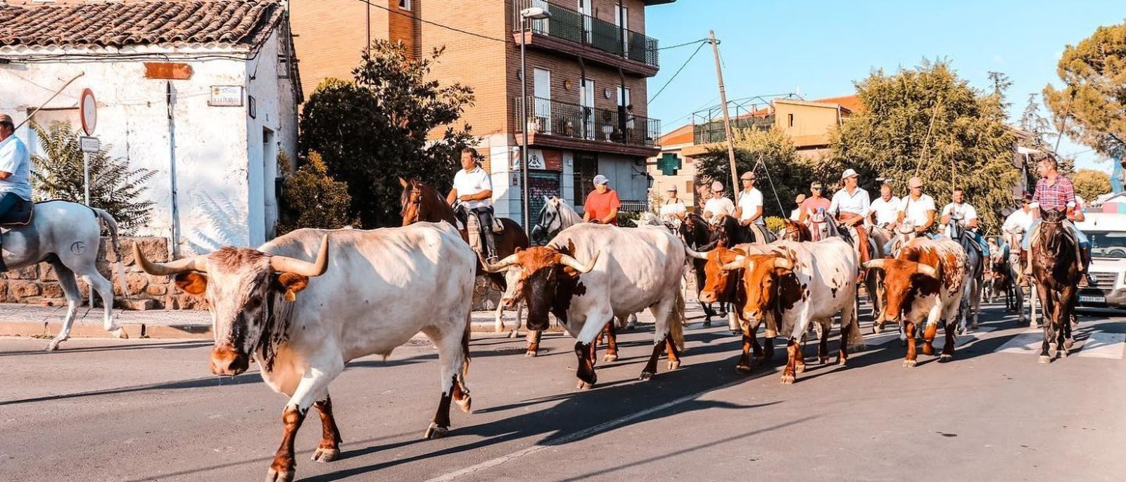 Trashumancia por las calles de Manzanares