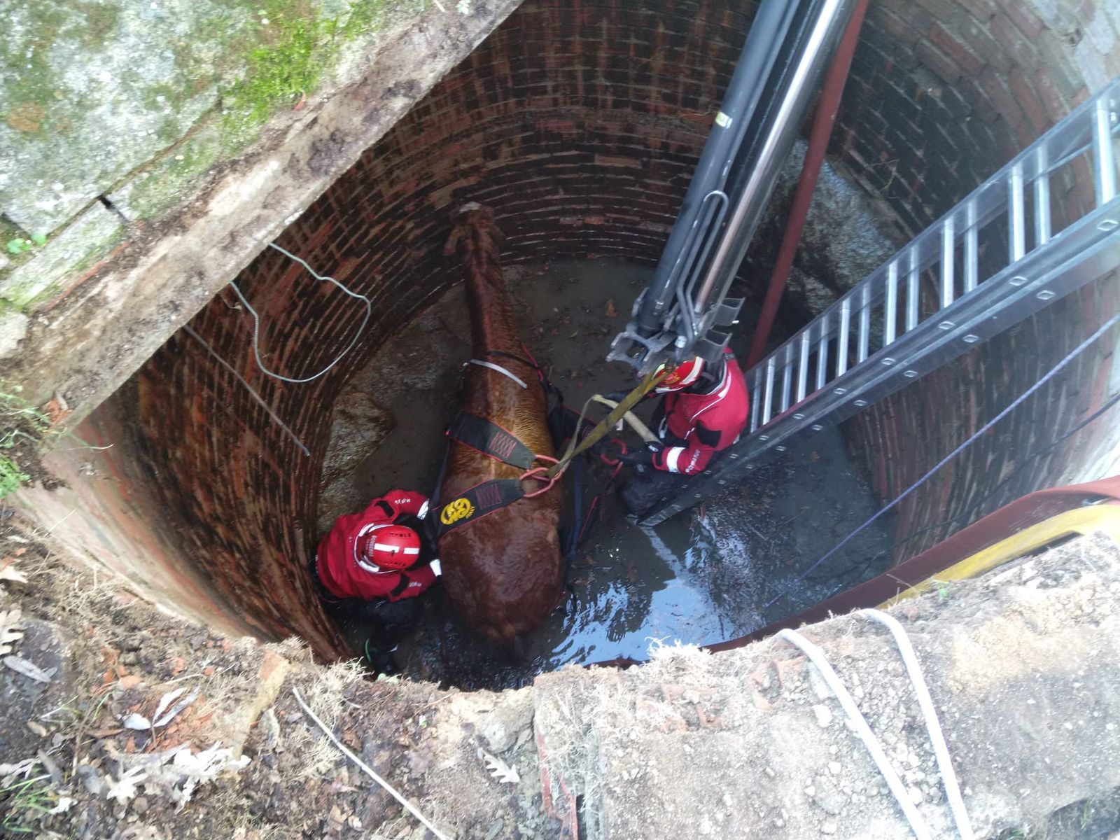 Los bomberos preparan el izado de un caballo caído al interior de un pozo