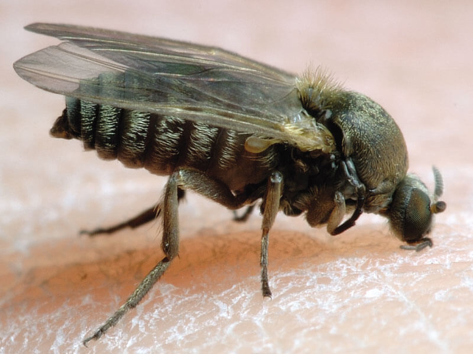 Ejemplar de insecto díptero, simúlido, conocido como mosca negra