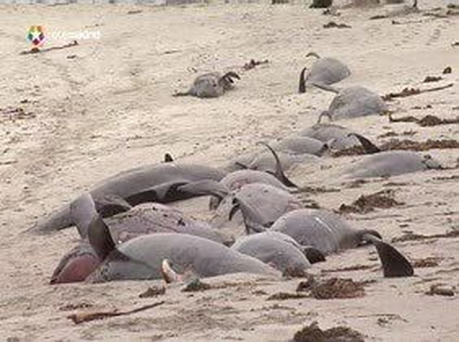 Muerte colectiva de ballenas