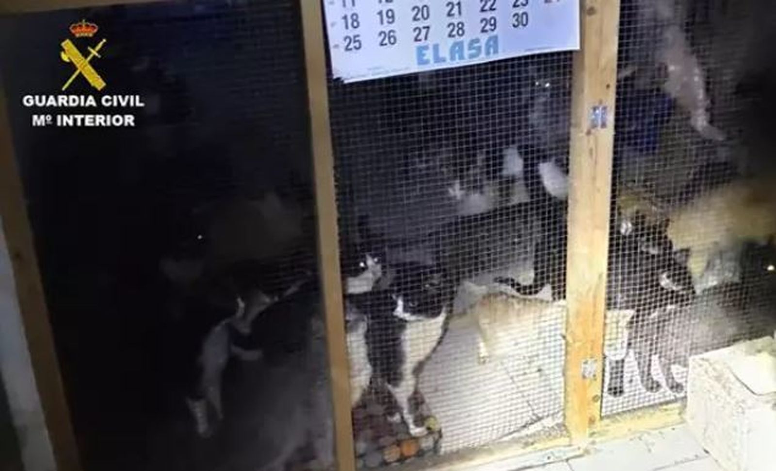 Gatos rescatados en Arganda del rey
