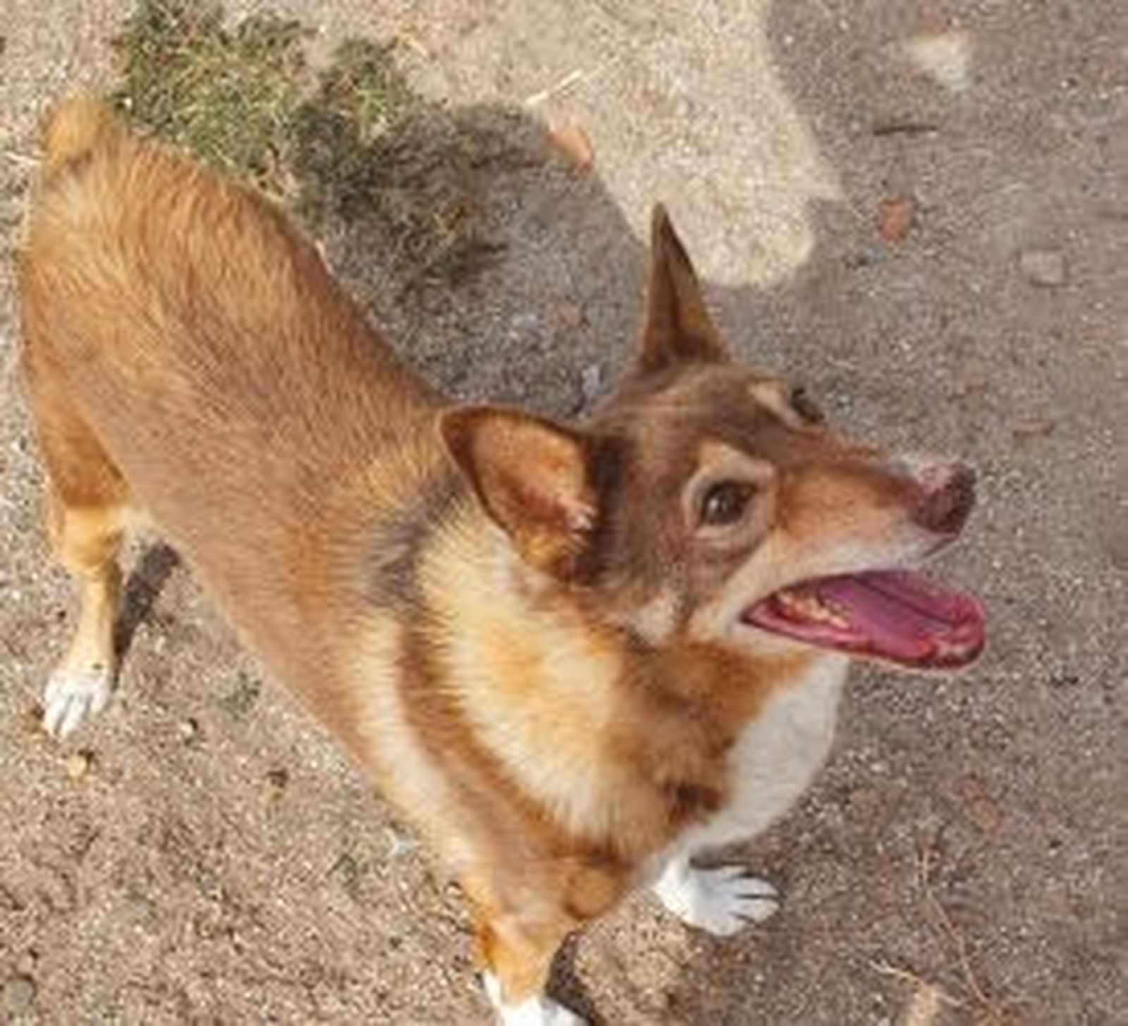 Una de las mascotas recuperadas en el CIMPA de Alcalá y que busca un nuevo dueño