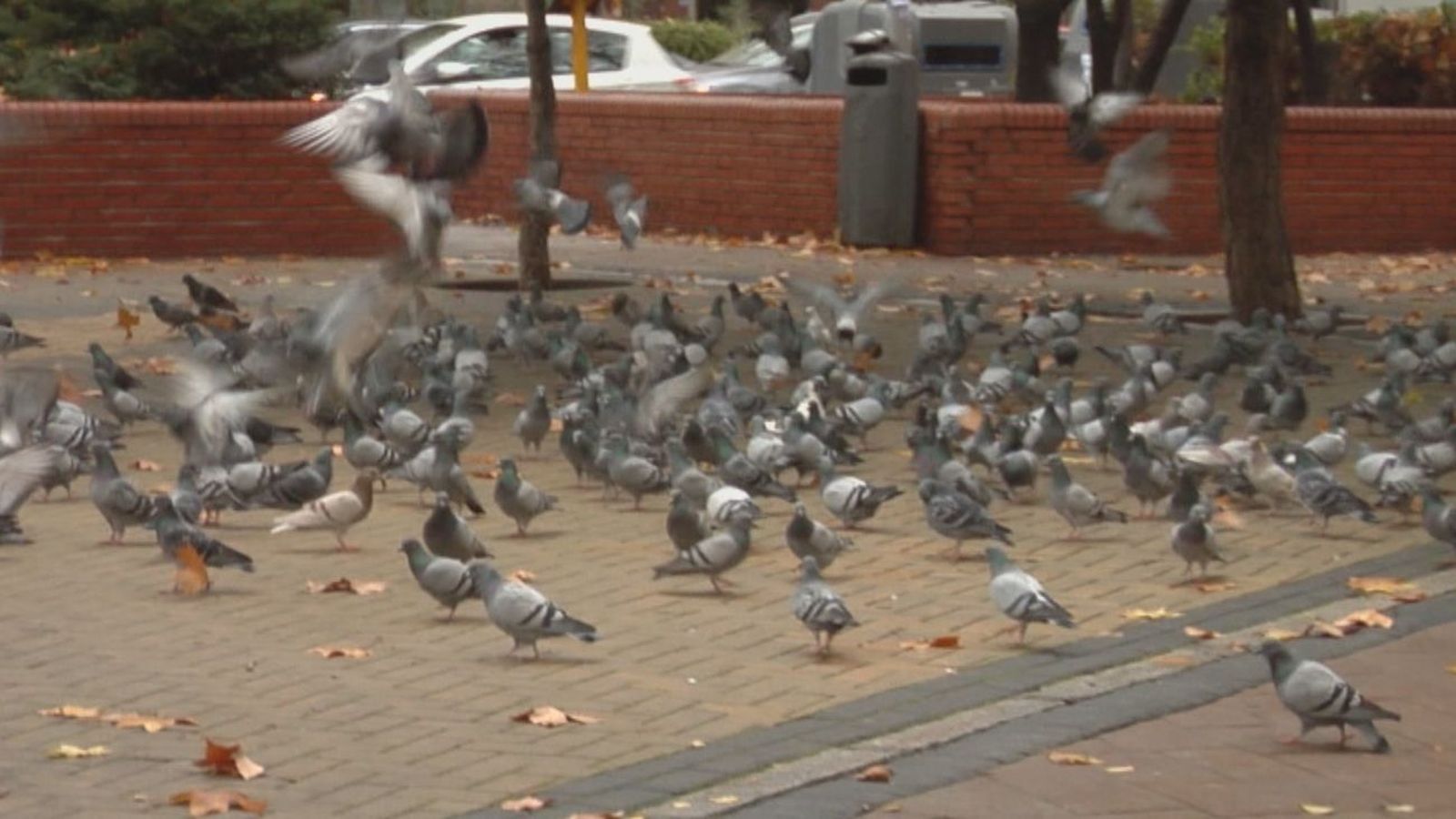 La auténtica pesadilla que viven en la calle Tarragona por las palomas