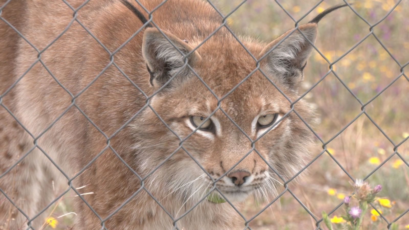El primer lince boreal que nació en la Península Ibérica en el último siglo está en Navas del Rey