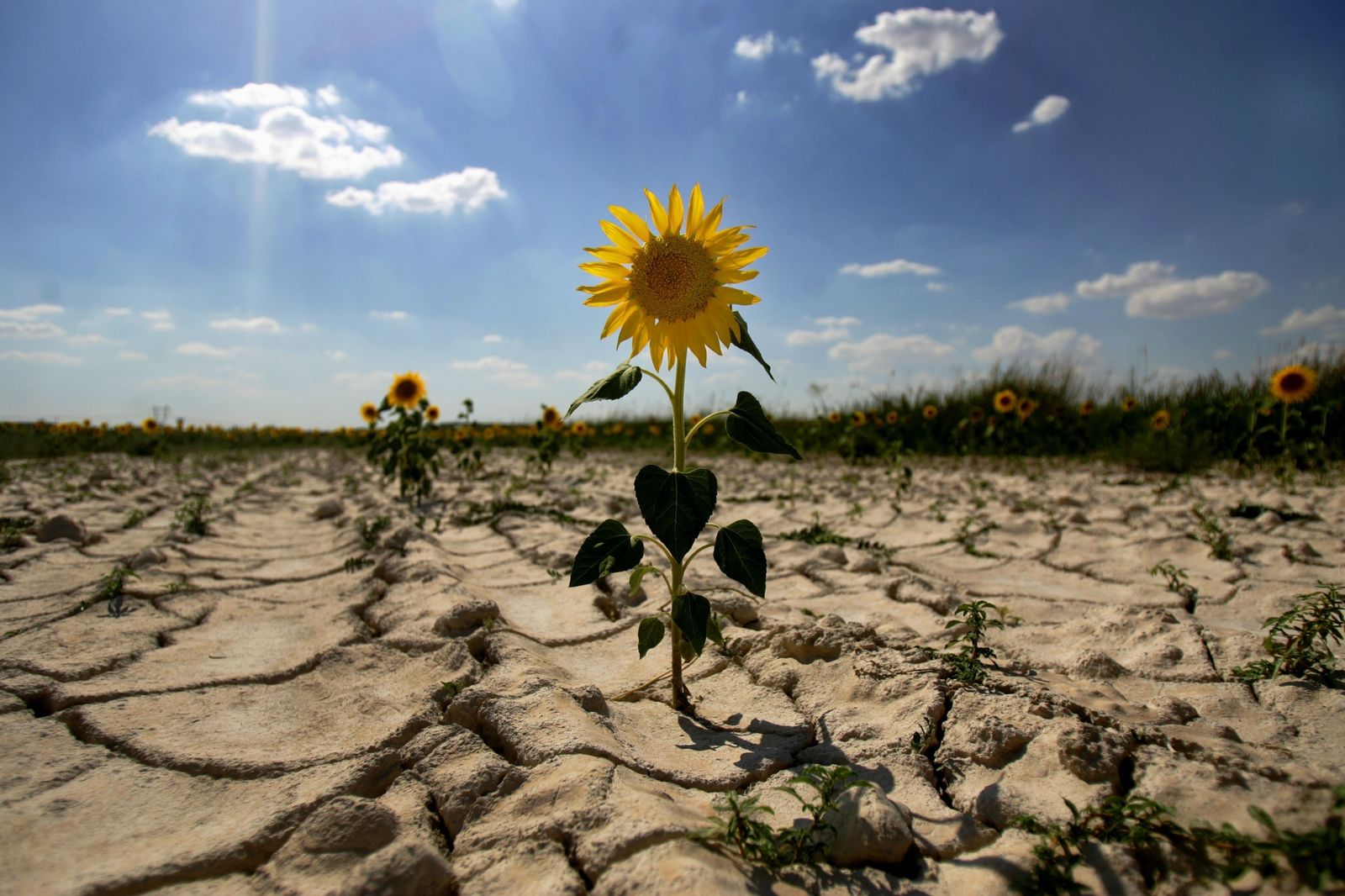 Cambio climático