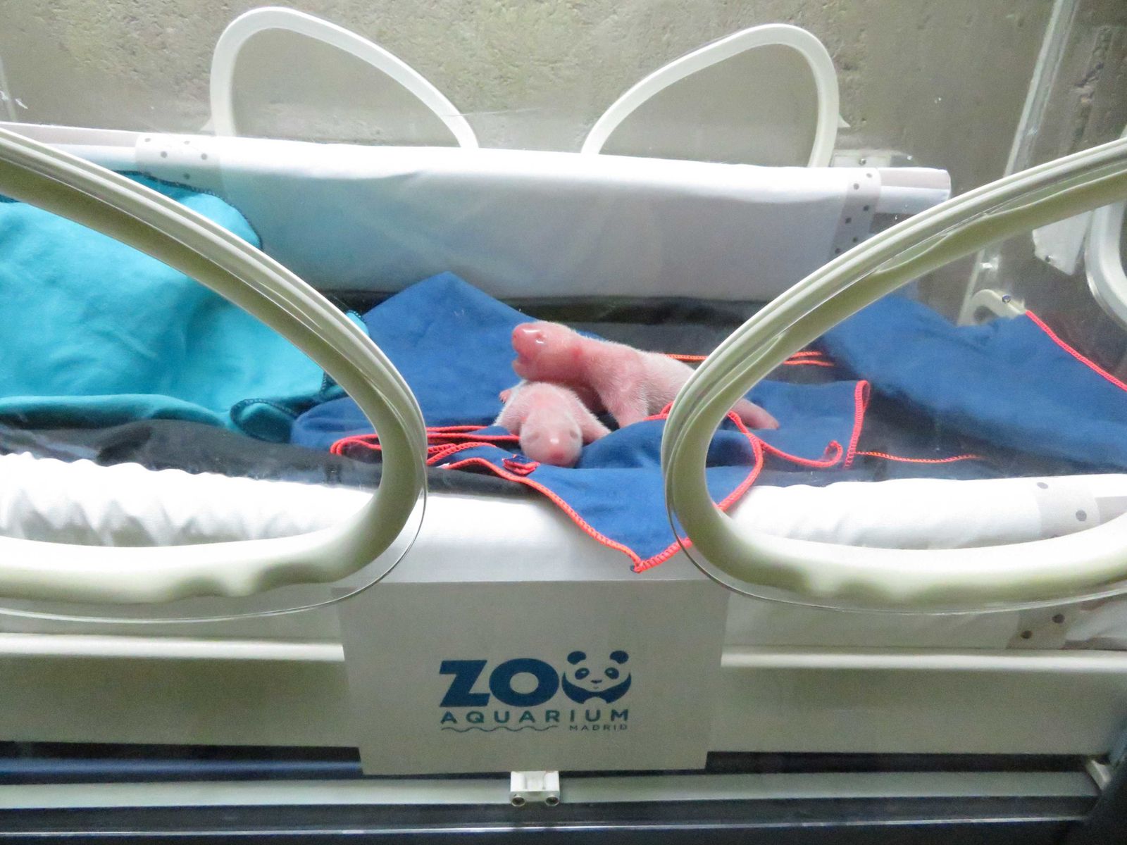 Las dos crías de panda dentro de la incubadora del zoo
