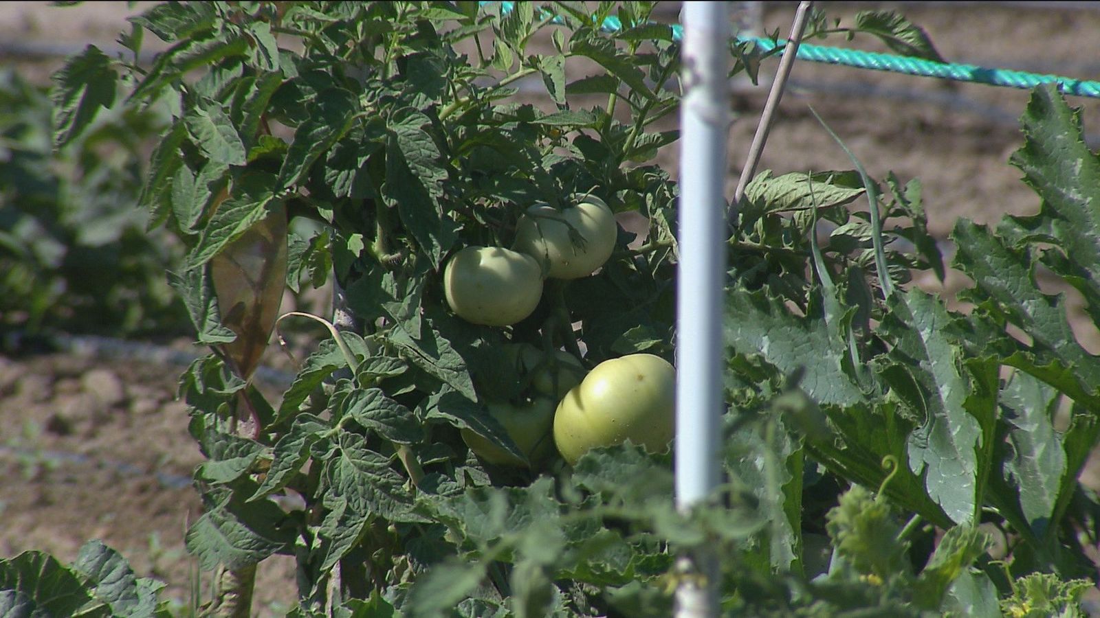 Fuenlabrada lanza una app para vender hortalizas cultivadas en el municipio