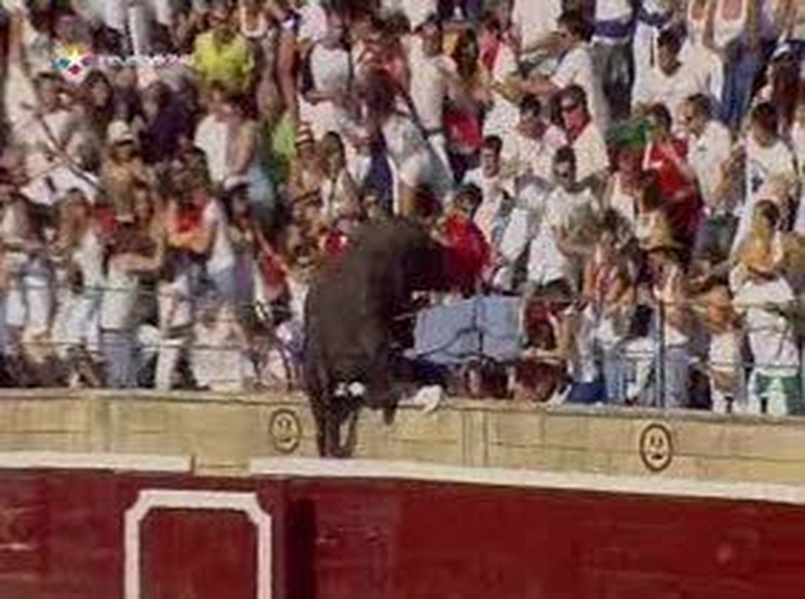 Torovolador