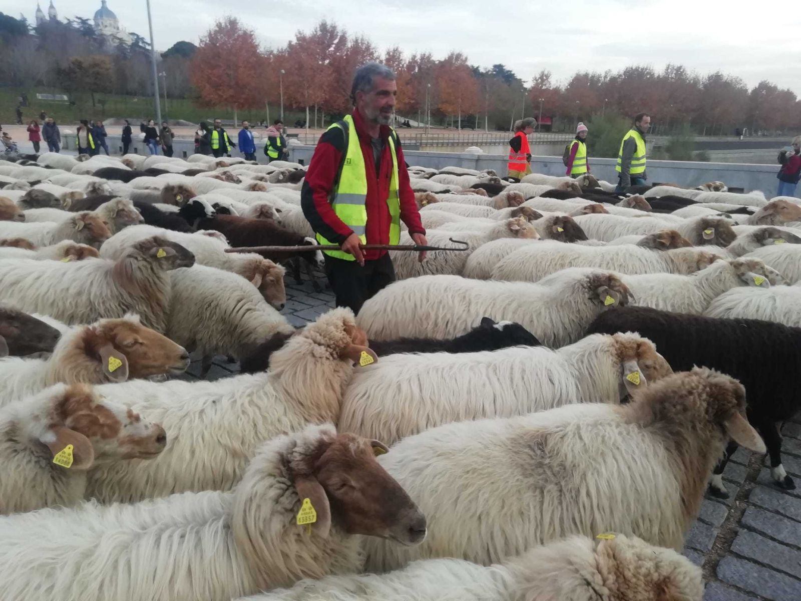 Llegada del rebaño a la Casa de Campo a través de Madrid Río