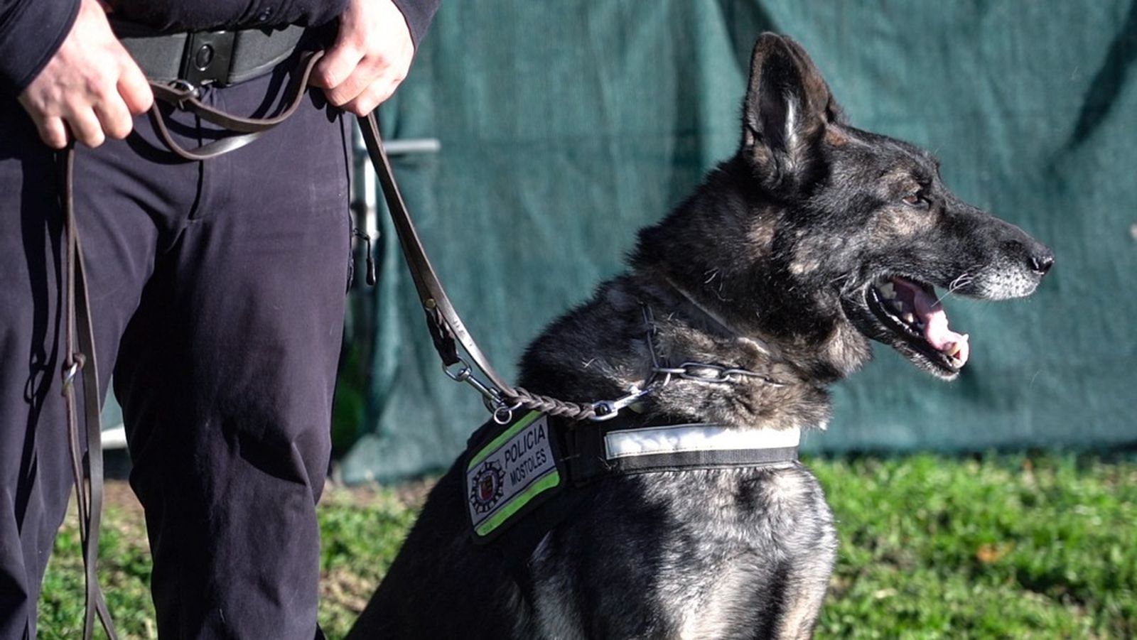 Uno de los miembros de la Unidad Canina de la Policía Municipal de Móstoles