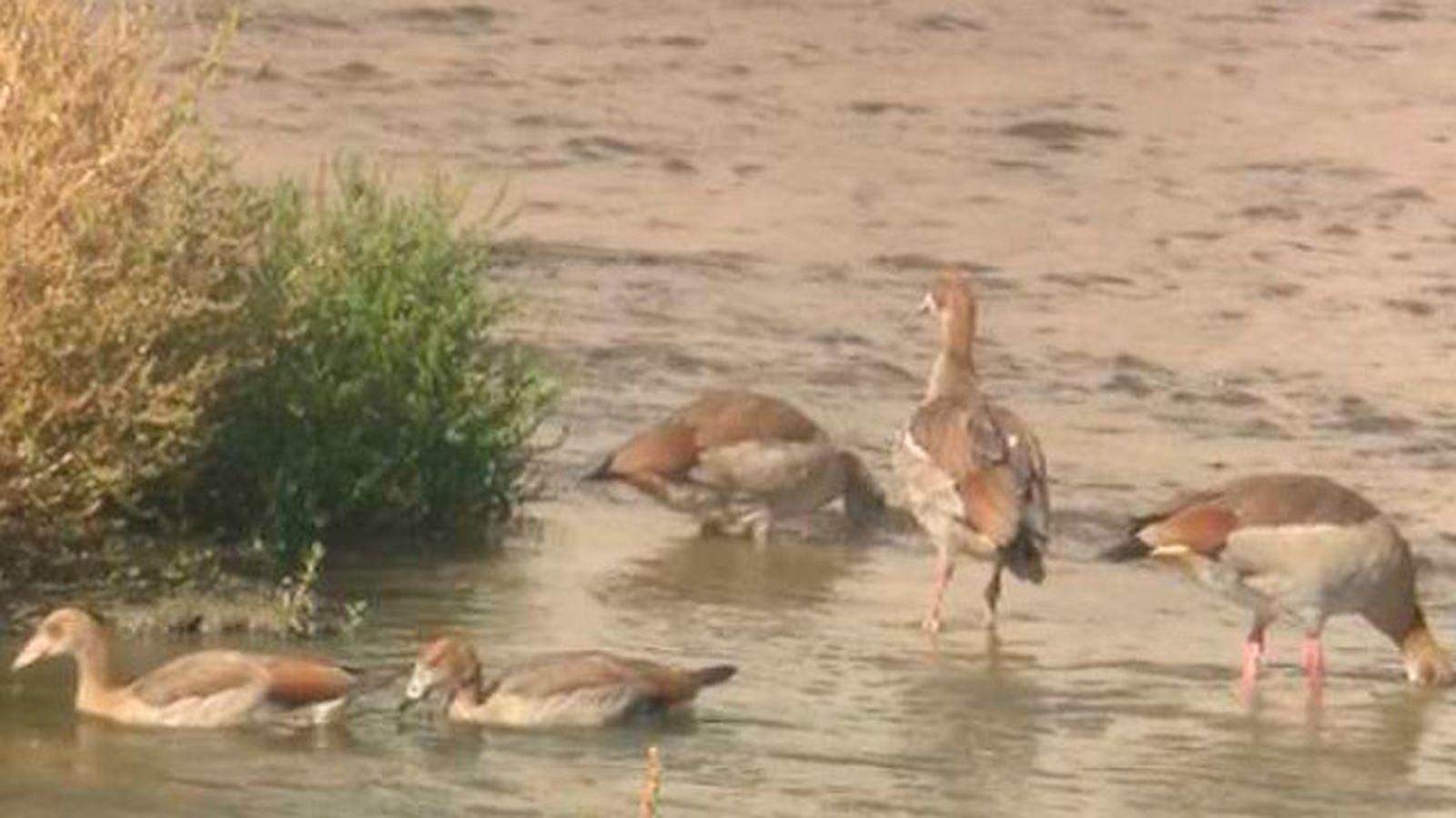 Aves acuáticas en el Manzanares