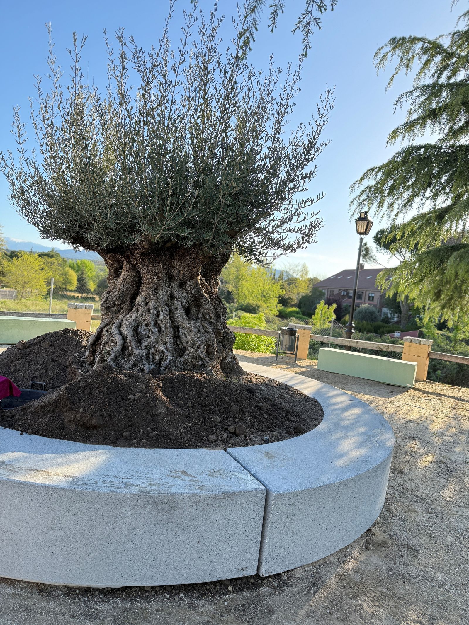 El olivo de los 500 años de historia de Galapagar