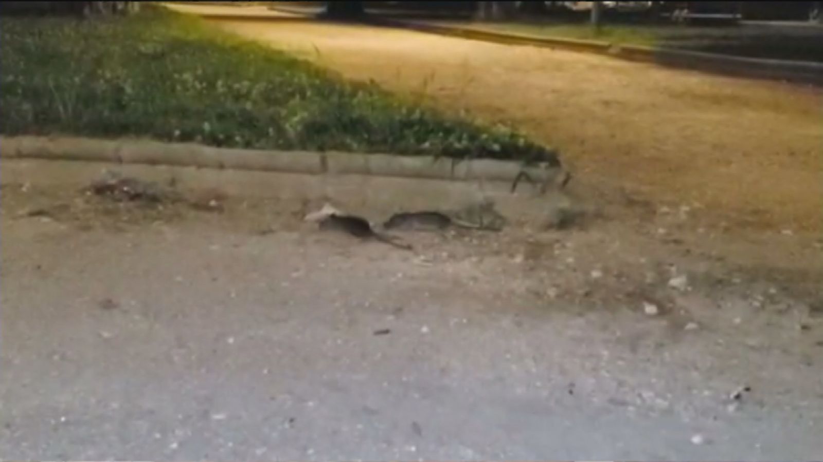 Las ratas campan a sus anchas en un parque de Parla