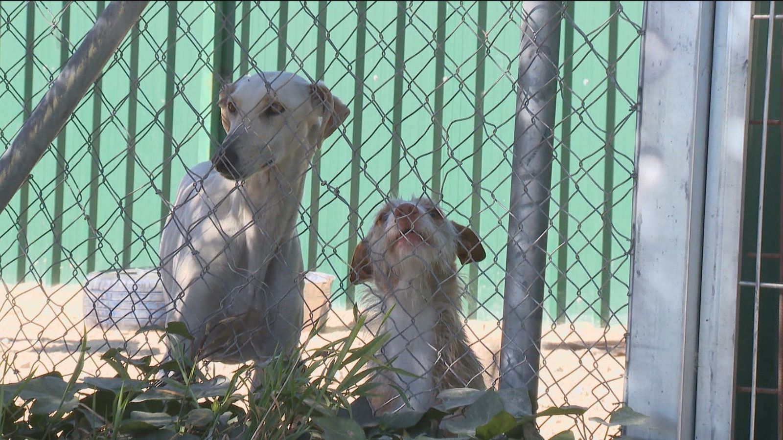 Las mascotas abandonadas buscan en Colmenar Viejo una segunda oportunidad