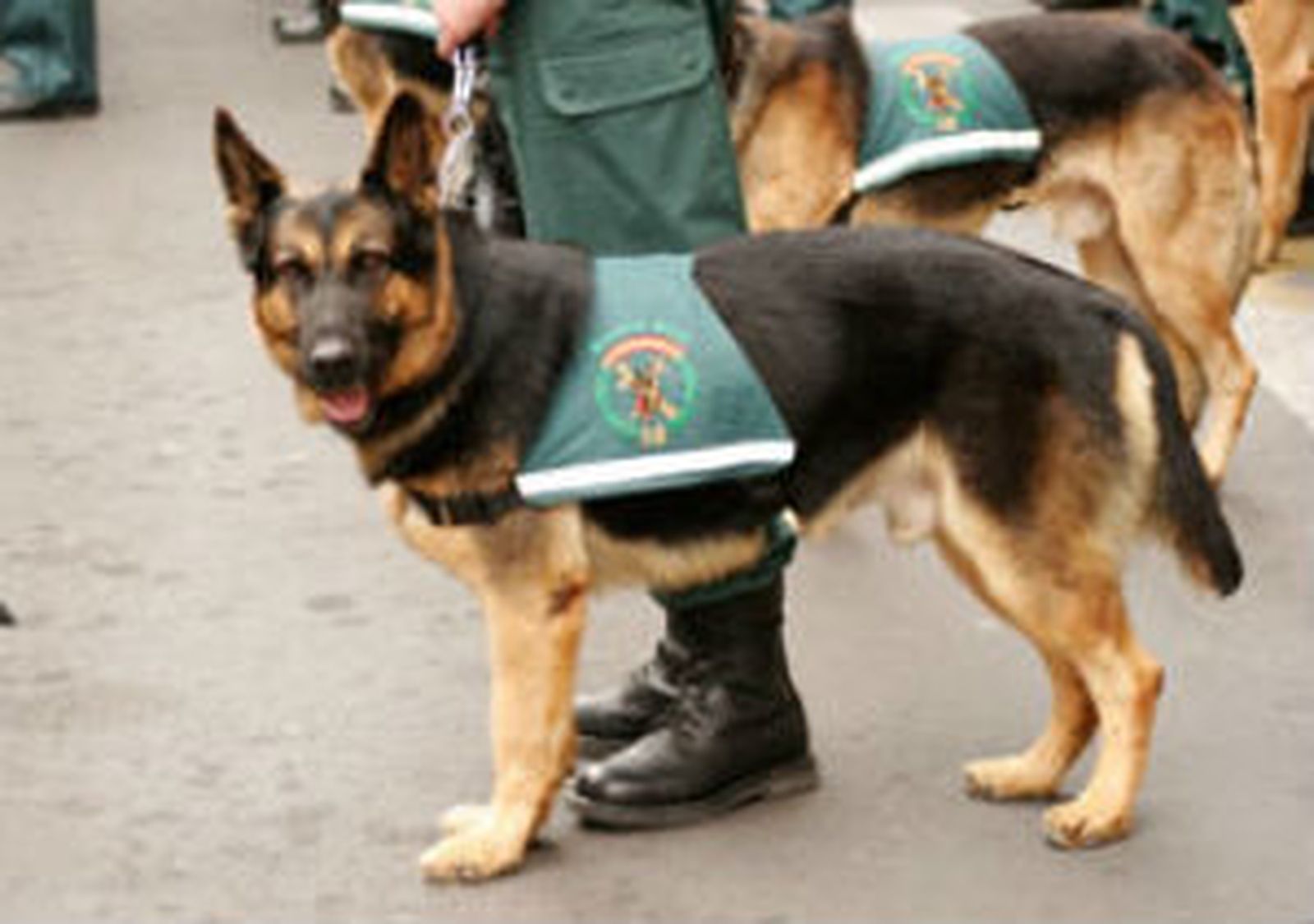 Perro guardia civil