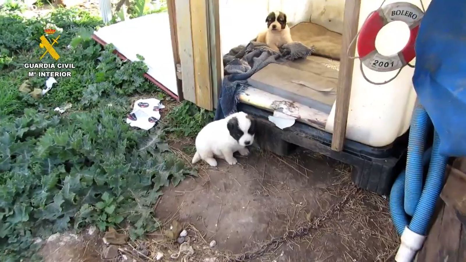 Agentes del Seprona rescatan cachorros abandonados junto a la basura