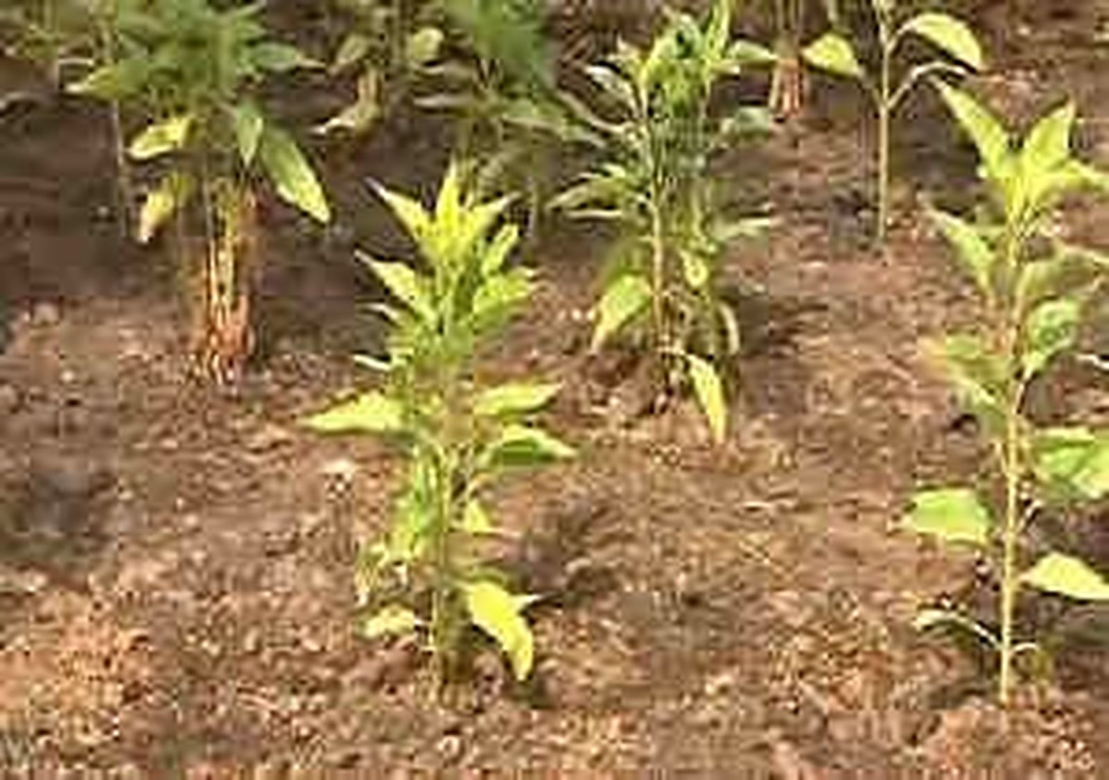 huerto_201167V0.wmv