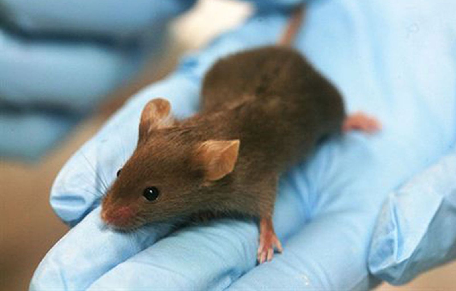 Un nuevo fármaco mejora la memoria en ratones con Alzheimer