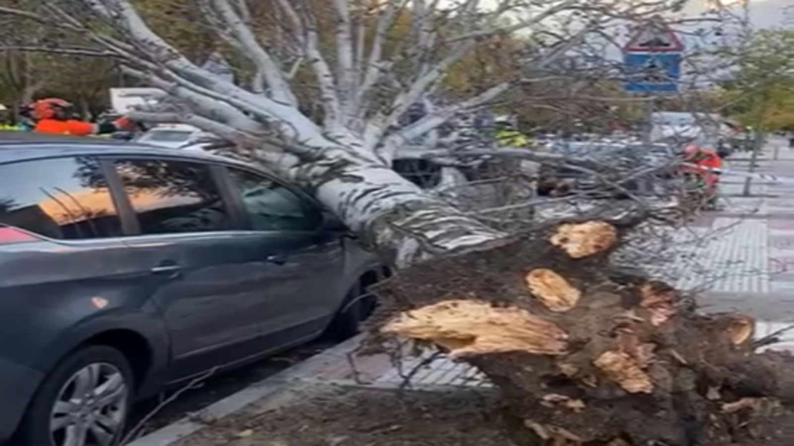 Cae un árbol de 10 metros en la puerta de un colegio de Alcorcón