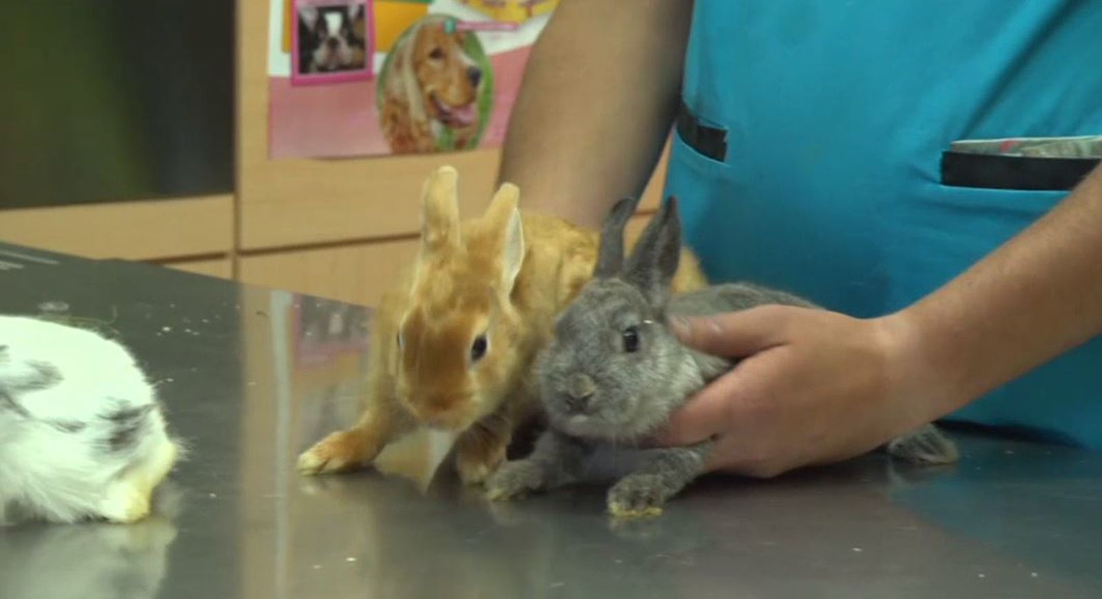 Un dueño ha abandonado a varios conejos en la clínica veterinaria