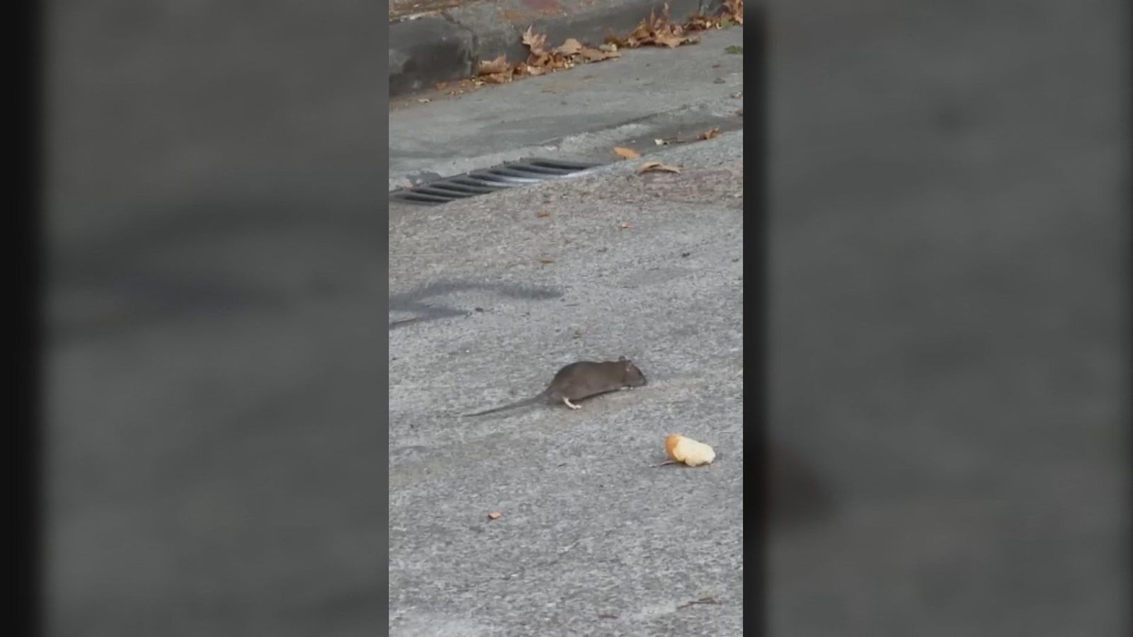 Los vecinos de Leganés Norte denuncian una plaga de ratas que "parecen conejos"