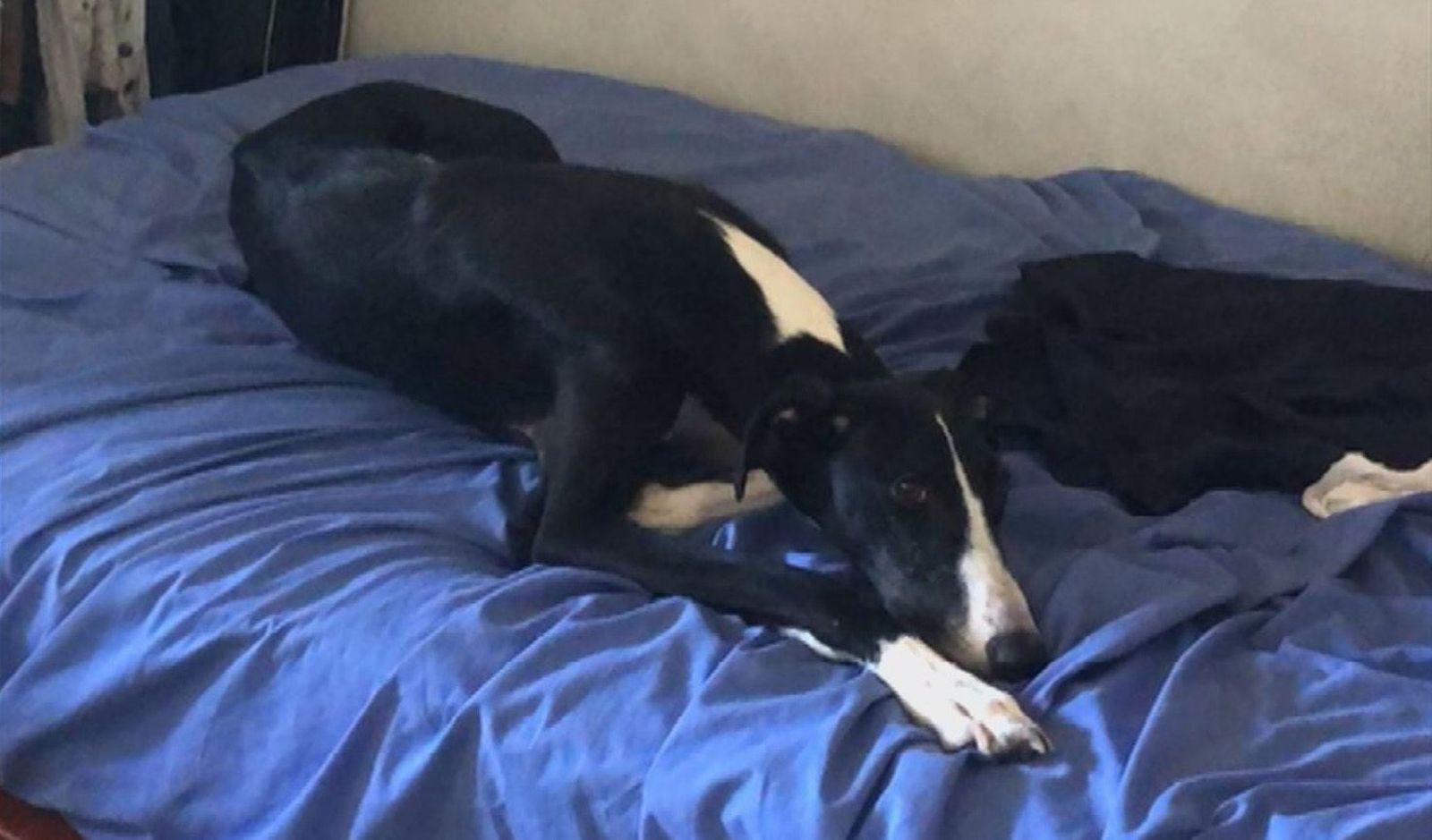 Final feliz para el galgo encerrado y abandonado en Hortaleza, que ya está a salvo en una protectora