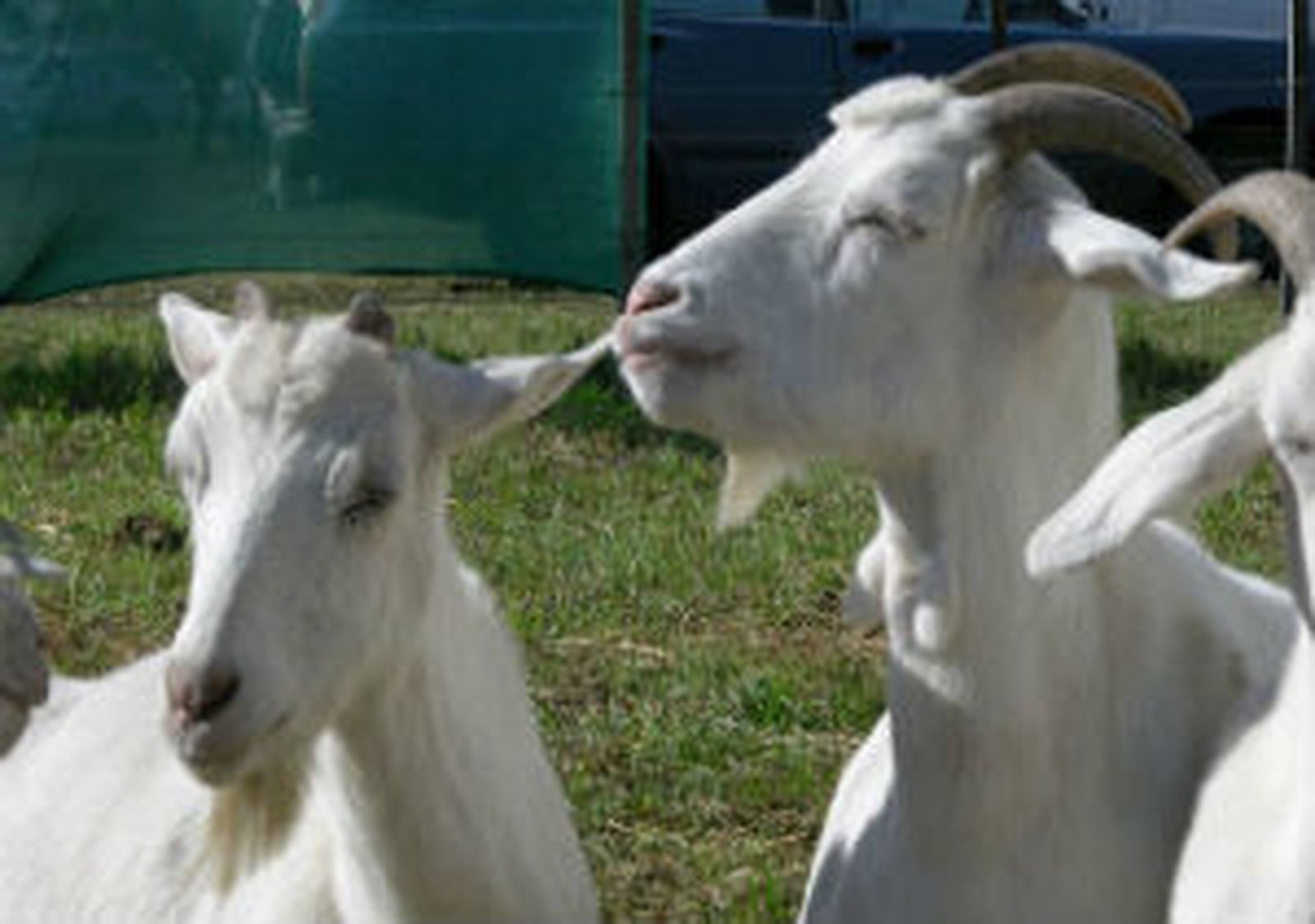 Cabras