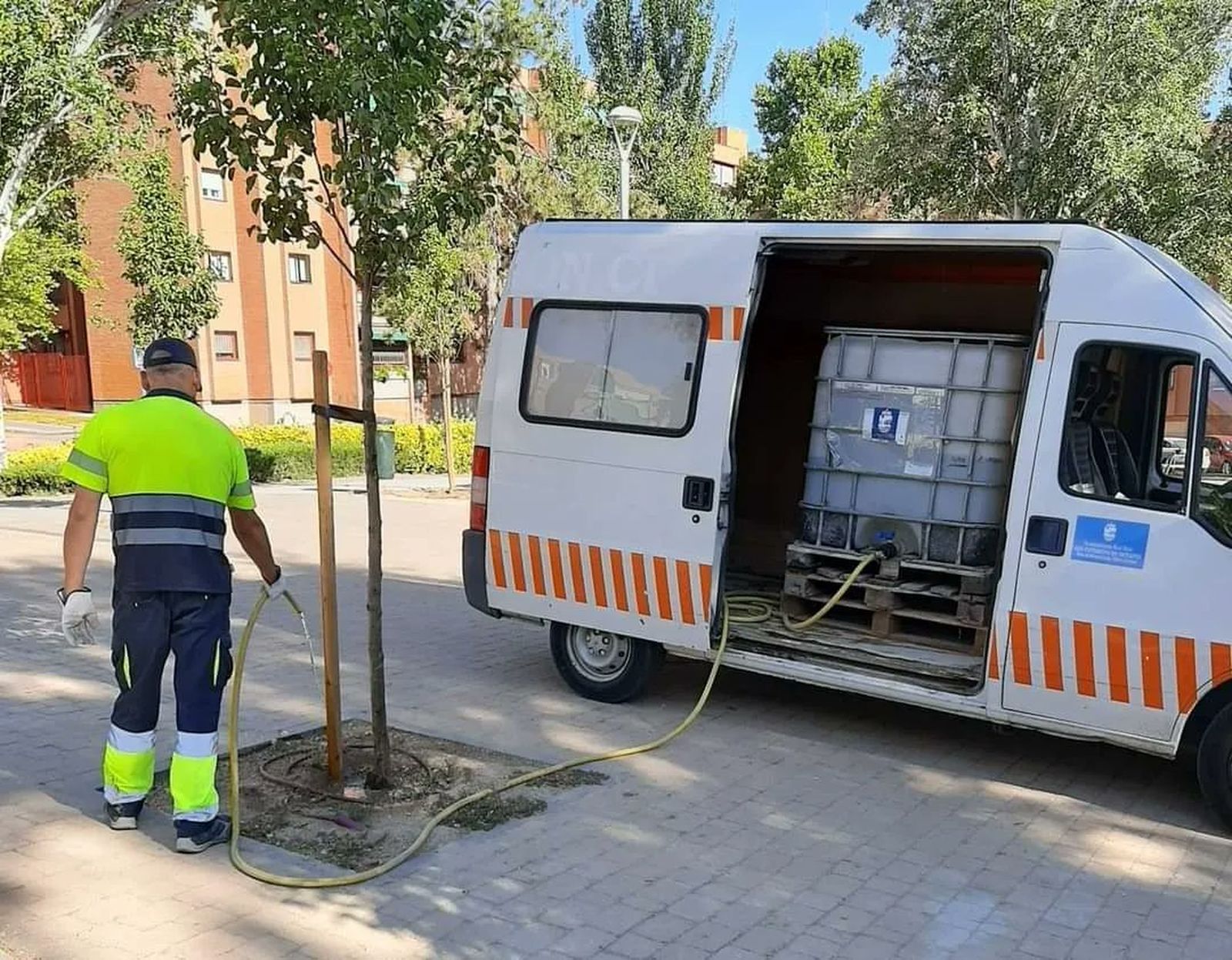 Riego manual de un alcorque en San Fernando de Henares