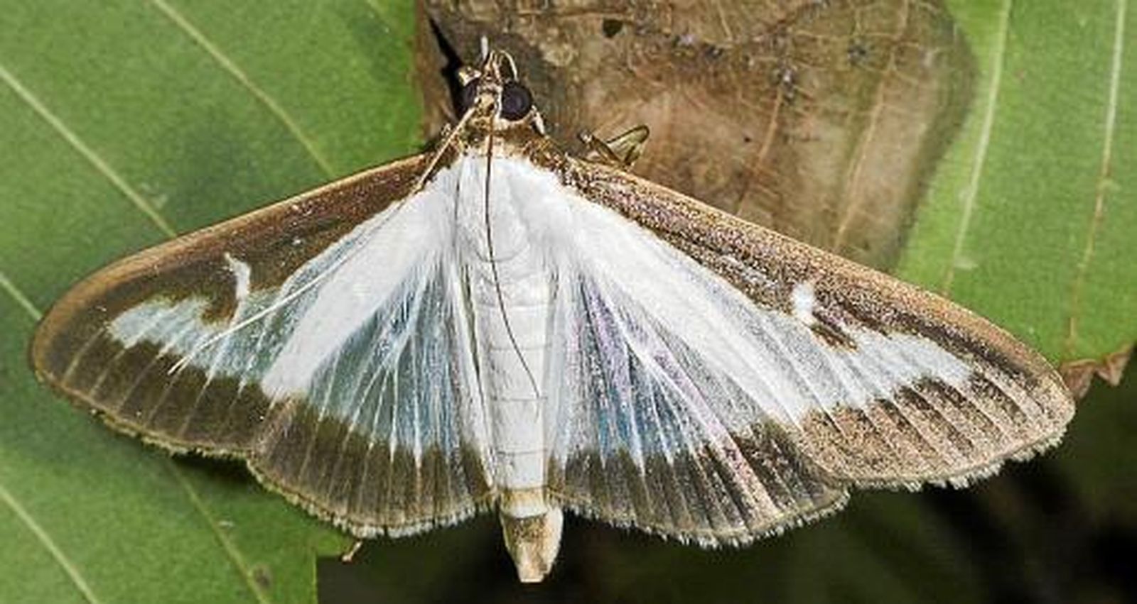 Polilla del boj