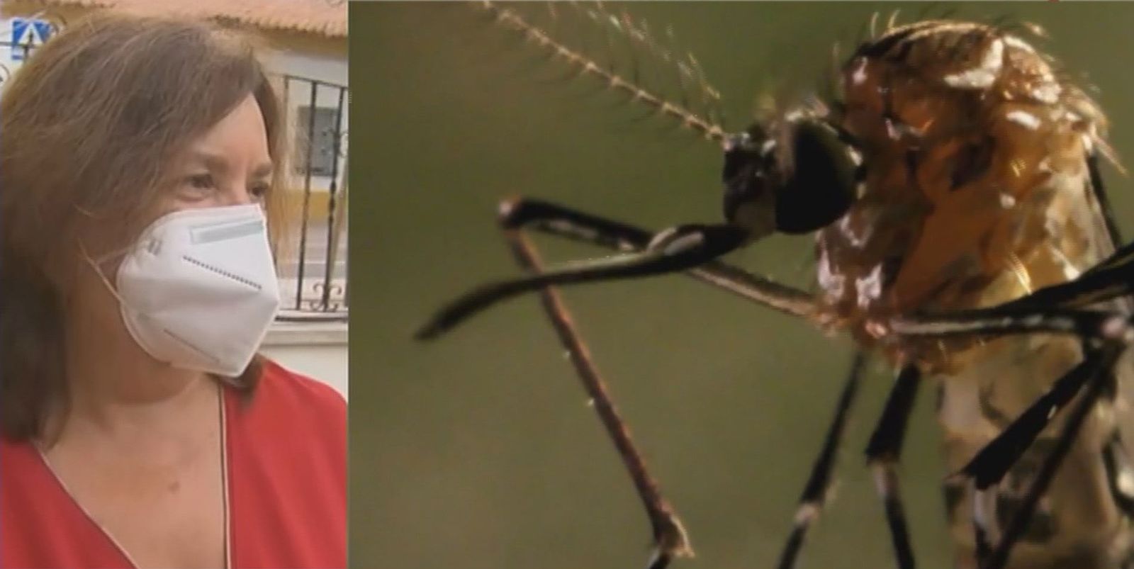 Consejos para evitar la proliferación del mosquito tigre en Rivas Vaciamadrid