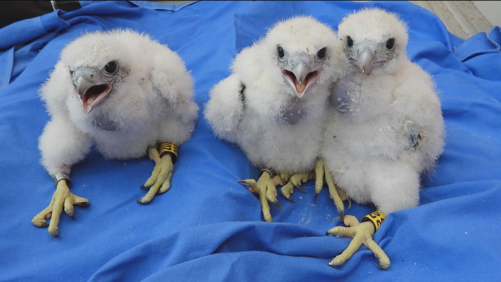La pareja de halcones del 12 de Octubre vuelve a elegir el hospital para pasar el invierno