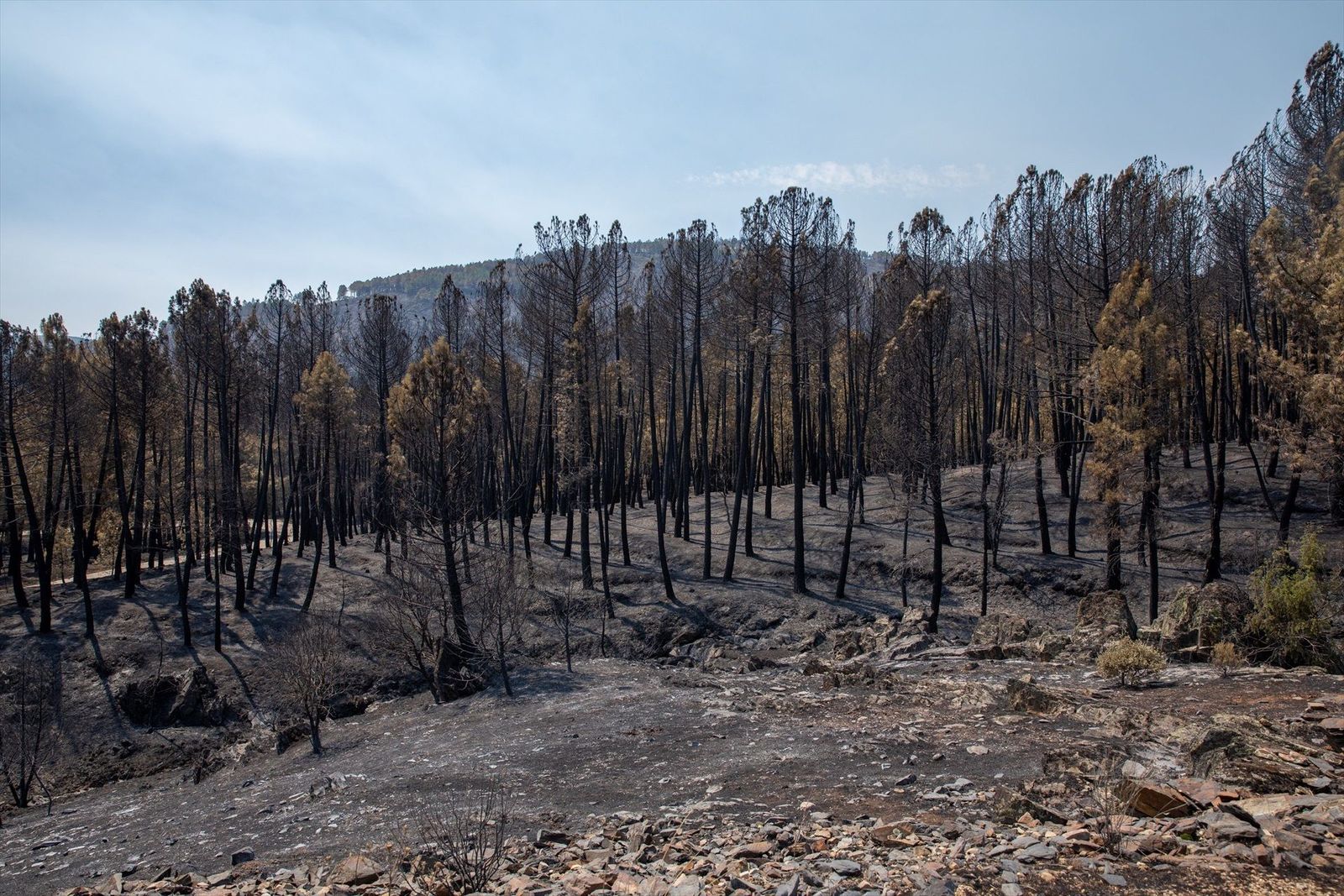 Guadalajara, Ávila, Huelva... ¿Es necesario un pacto climático en la lucha contra el fuego?