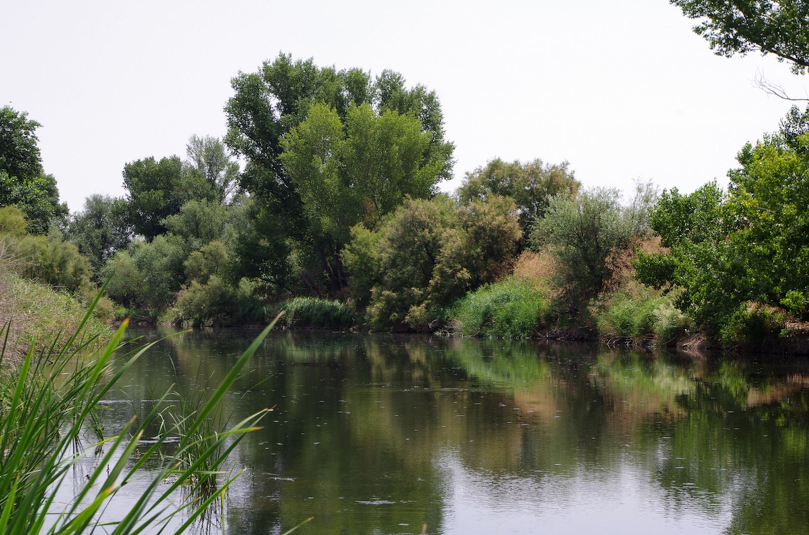 Río Jarama en el Parque Regional del Sureste