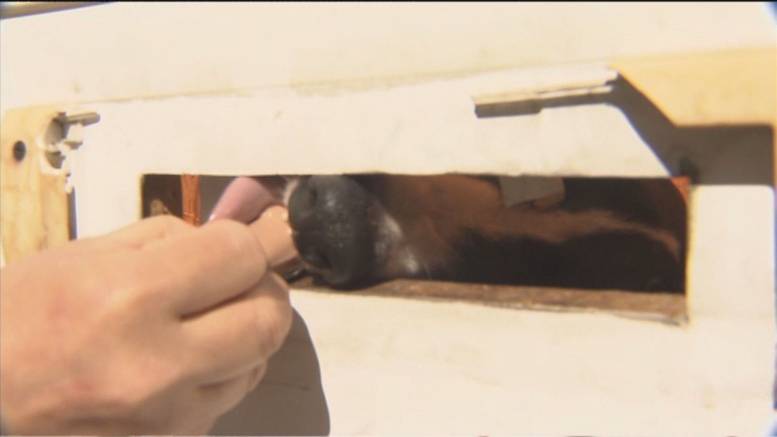 Piden ayuda para rescatar con urgencia a un galgo encerrado en un local abandonado de Pinar del Rey