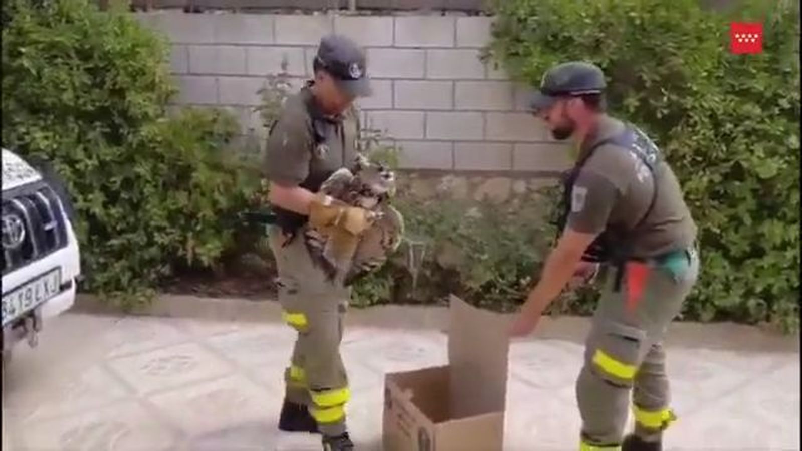 Rescatan a un búho real herido tras una posible colisión con un vehículo en Estremera