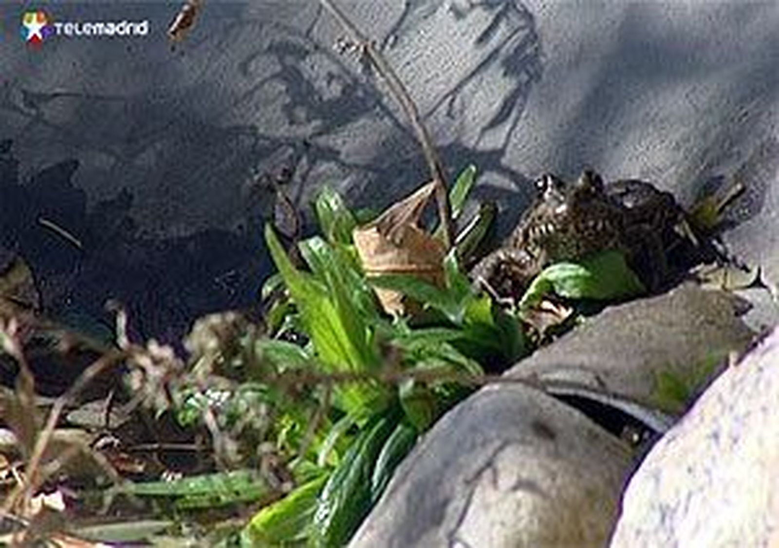 Instalada una isla flotante en el embalse de Molino de la Hoz para dar cobijo y criar a distintas especies