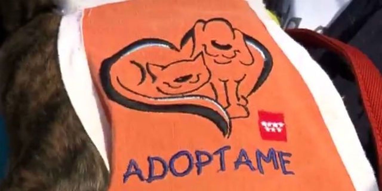 Las adopciones de animales de compañía del tercer trimestre suben un 14%