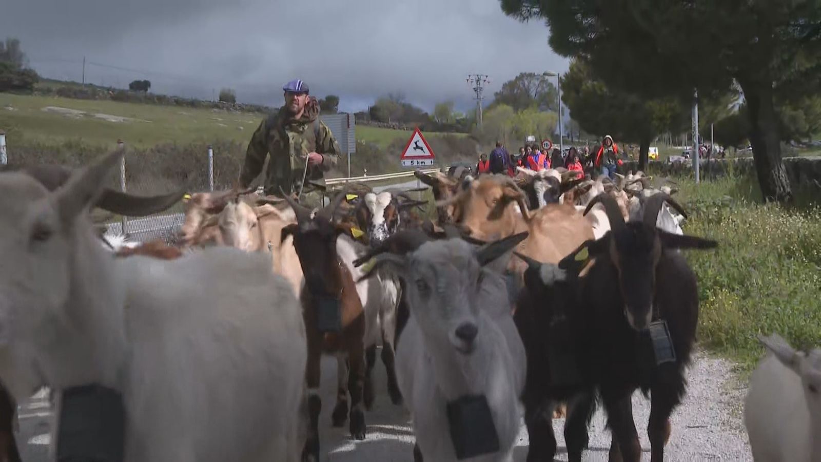 Jornadas de pastoreo en Colmenar Viejo.