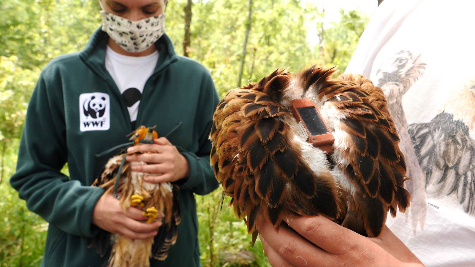 Una de las rapaces 'centinela' con el gps ya instalado