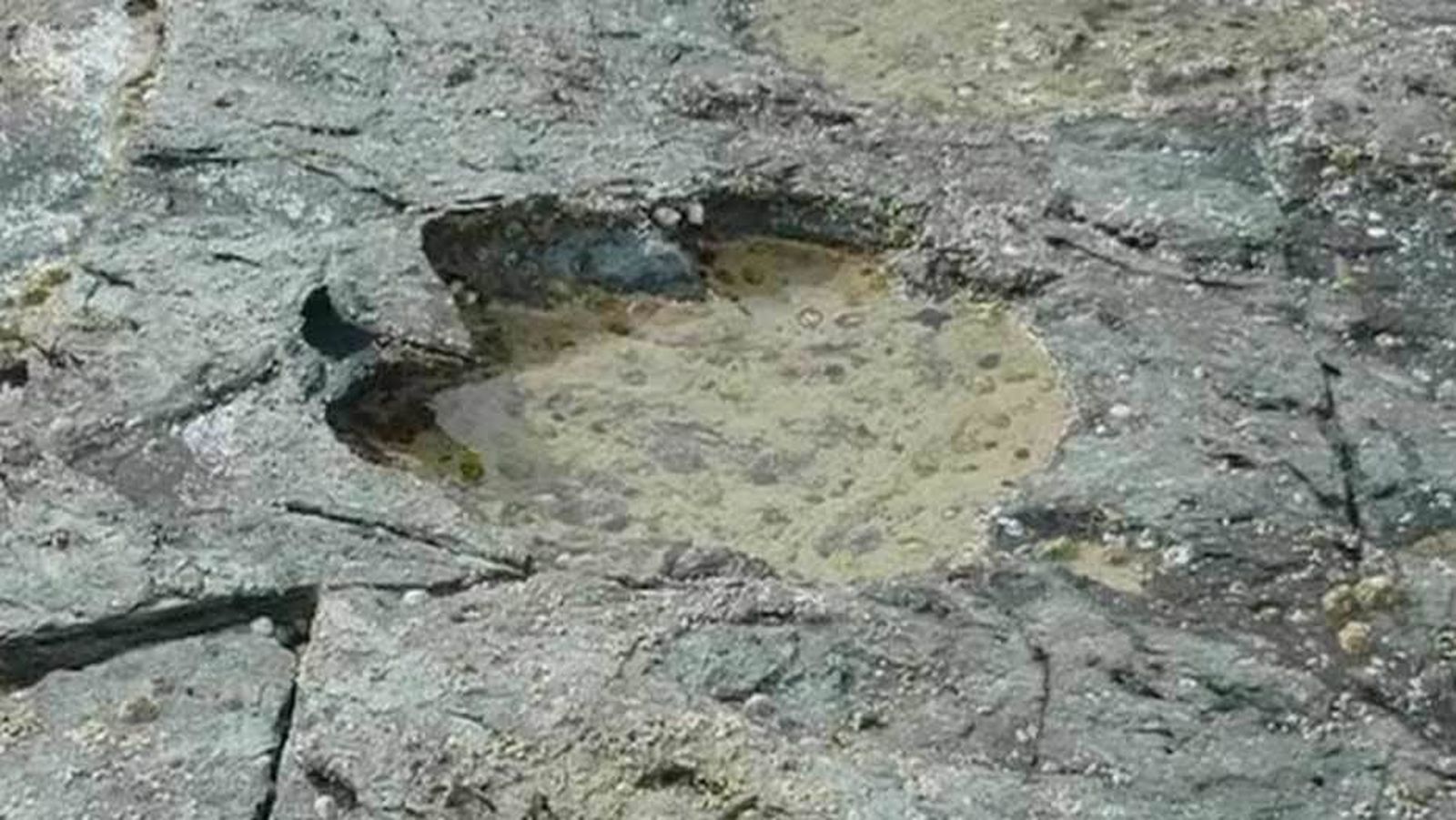 Huella de dinosaurio