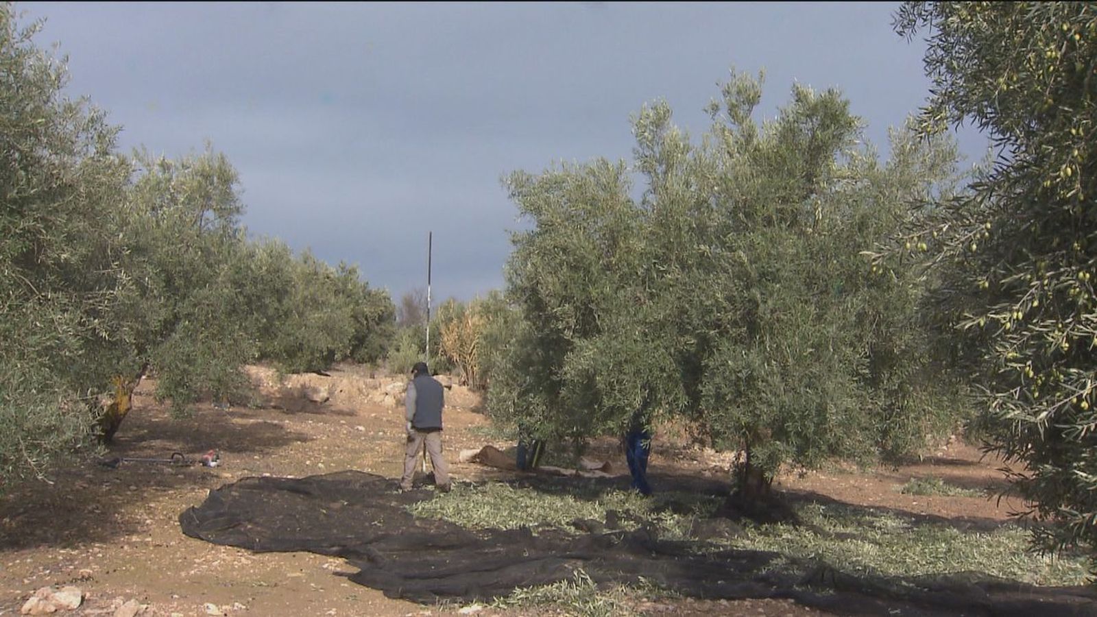 Olivares en Torremocha de Jarama