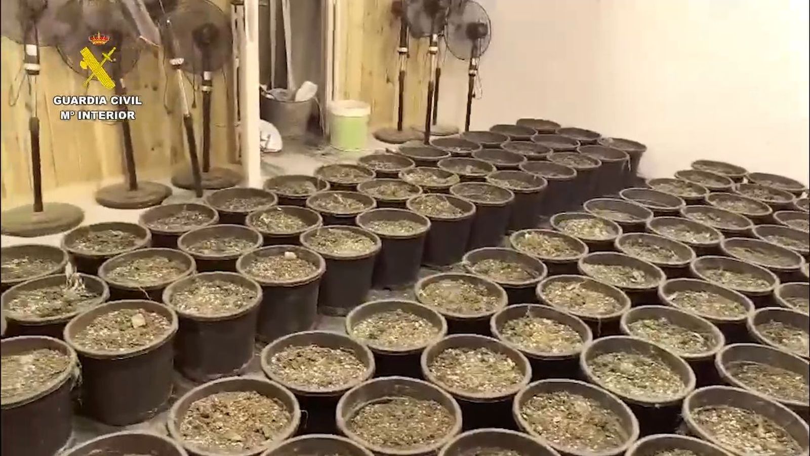 Incautan más de 10.000 plantas de marihuana y 136.000 cajetillas de tabaco en Madrid, Segovia y Toledo
